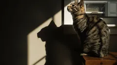 Mourovatá kočka sedí na stole, sluneční světlo vytváří její stín na zdi.